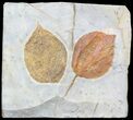 Two Paleocene Fossil Leaves (Beringiaphyllum & Davidia) - Montana #55141-1